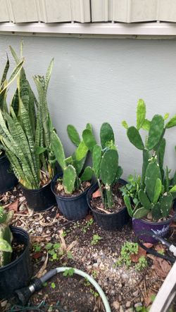 Plantas