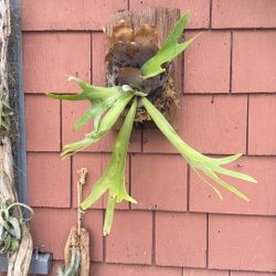 Staghorn Fern On Weathered Wood