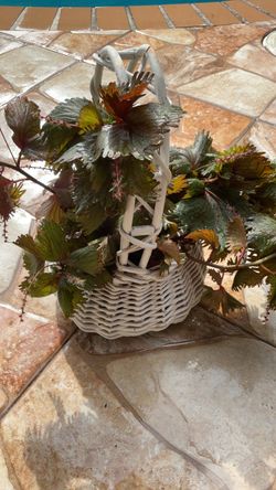 Plant in a bascket. $20.00