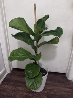 Fiddle Leaf Fig Plant 