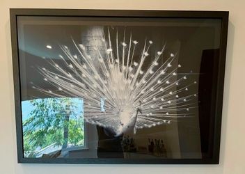 FRAMED PEACOCK PHOTO - LARGE ART PIECE!!!