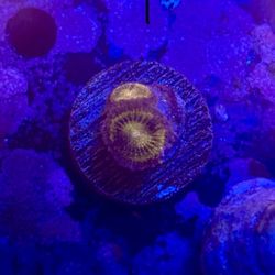 Pandora Zoa Display Decor