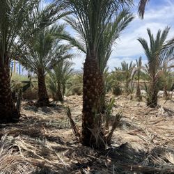 Medjool Palm Tree For Sale 