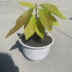Fuerte Baby Avacado Plant - 4 Months Old
