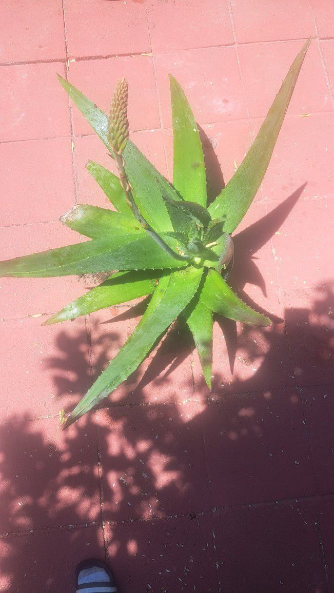 Big Aloe Plant