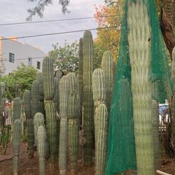 Cardon Cactus 