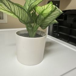 Fake Plant 
