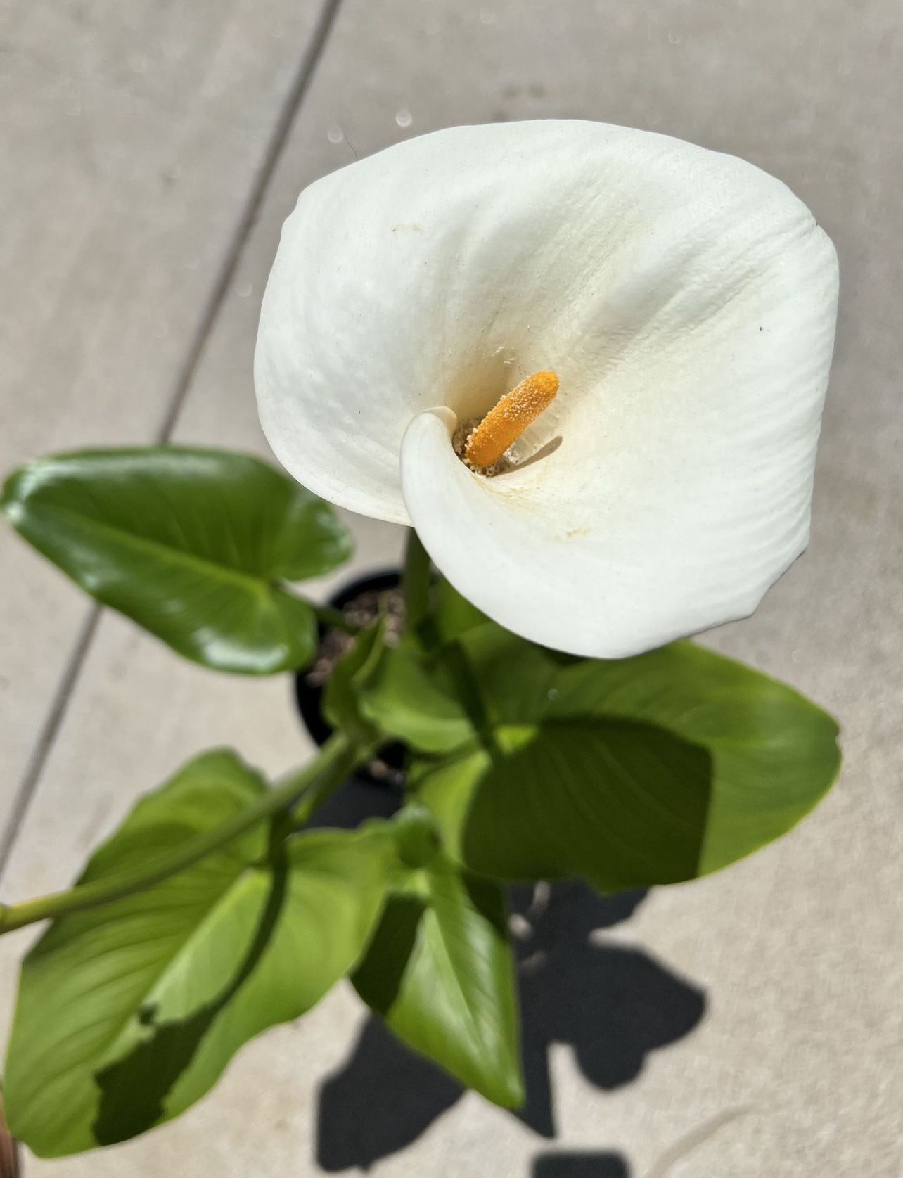 Healthy Seasonal Calla Lily (Zantedeschia aethiopica) Home Grown 