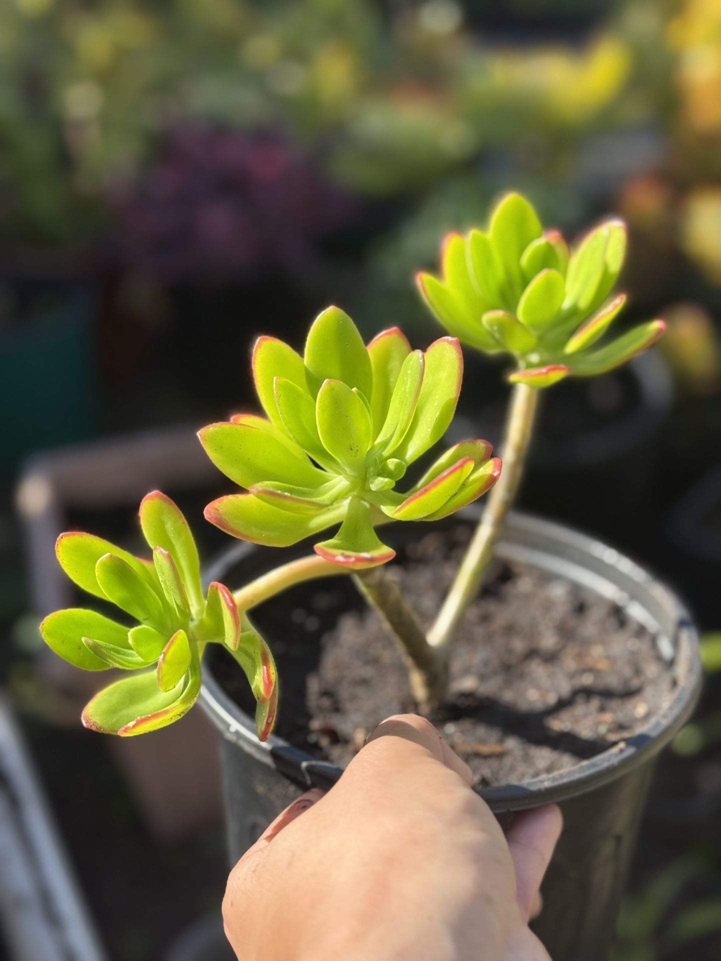 10” + inch Shrubby Stonecrop rooted succulent plant bonsai tree