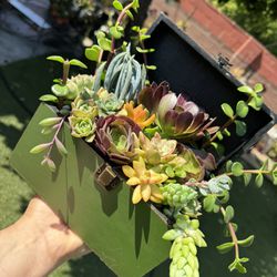 Succulent Box 