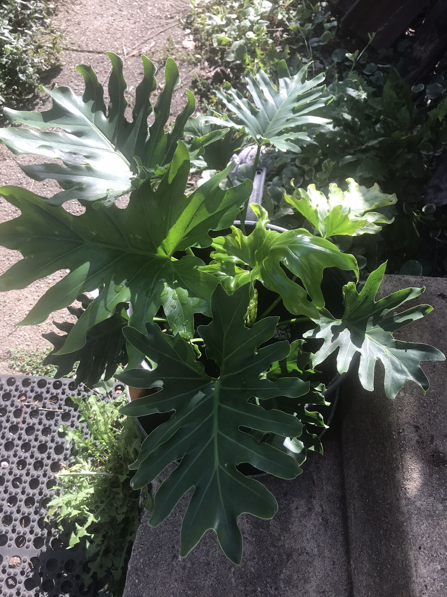 Ever Green Plant