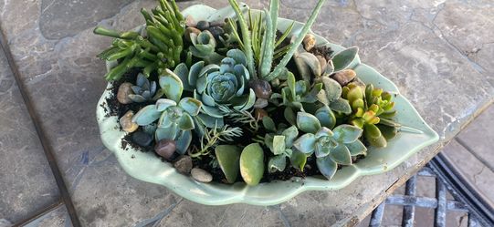 Beautiful succulent arrangement