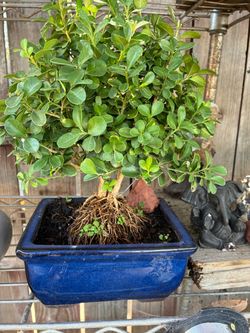 Bonsai plant for sale $50 each many to choose from Bonsai plant for sale $50 each many to choose