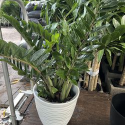 ZZ Plants In 3 gls Pot.( Pot Not Included) SPECIAL PRICE 🤩
