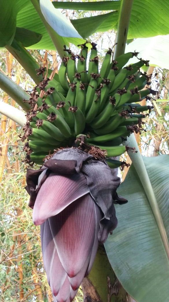 Manzano banana trees