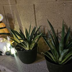 Spiky Leaves Outdoor Landscape Plants