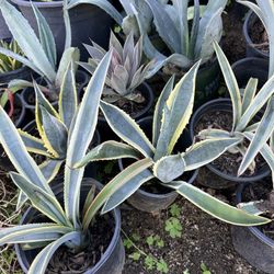 Agave