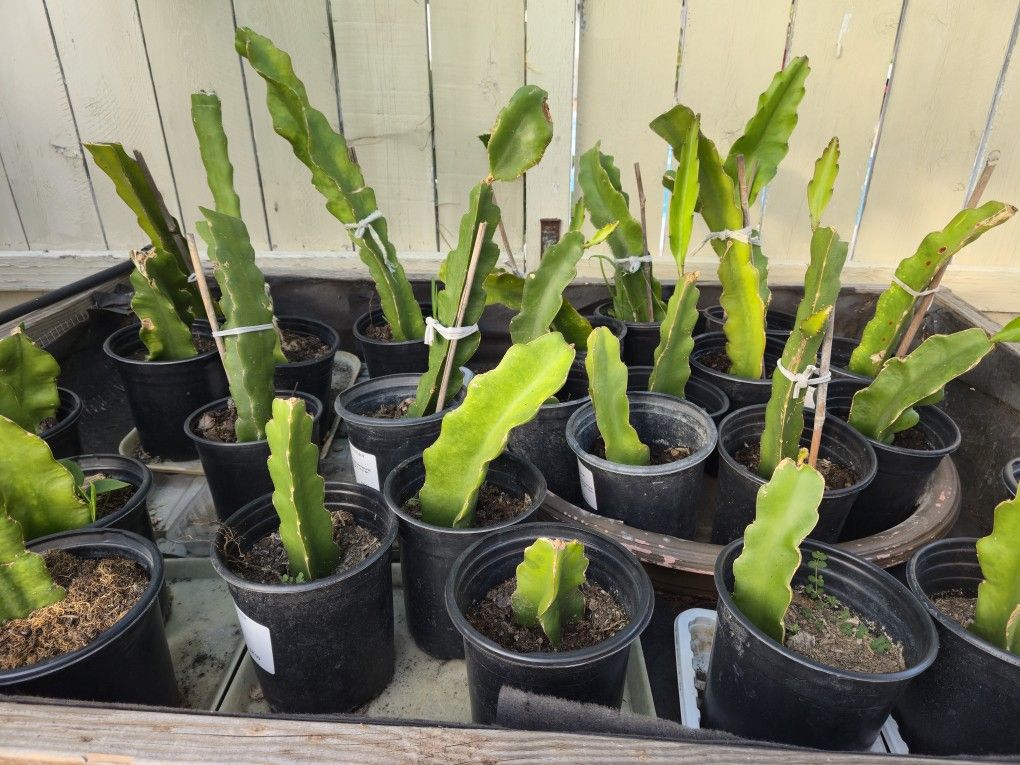 Dragonfruit Starter Plants