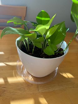 Pothos