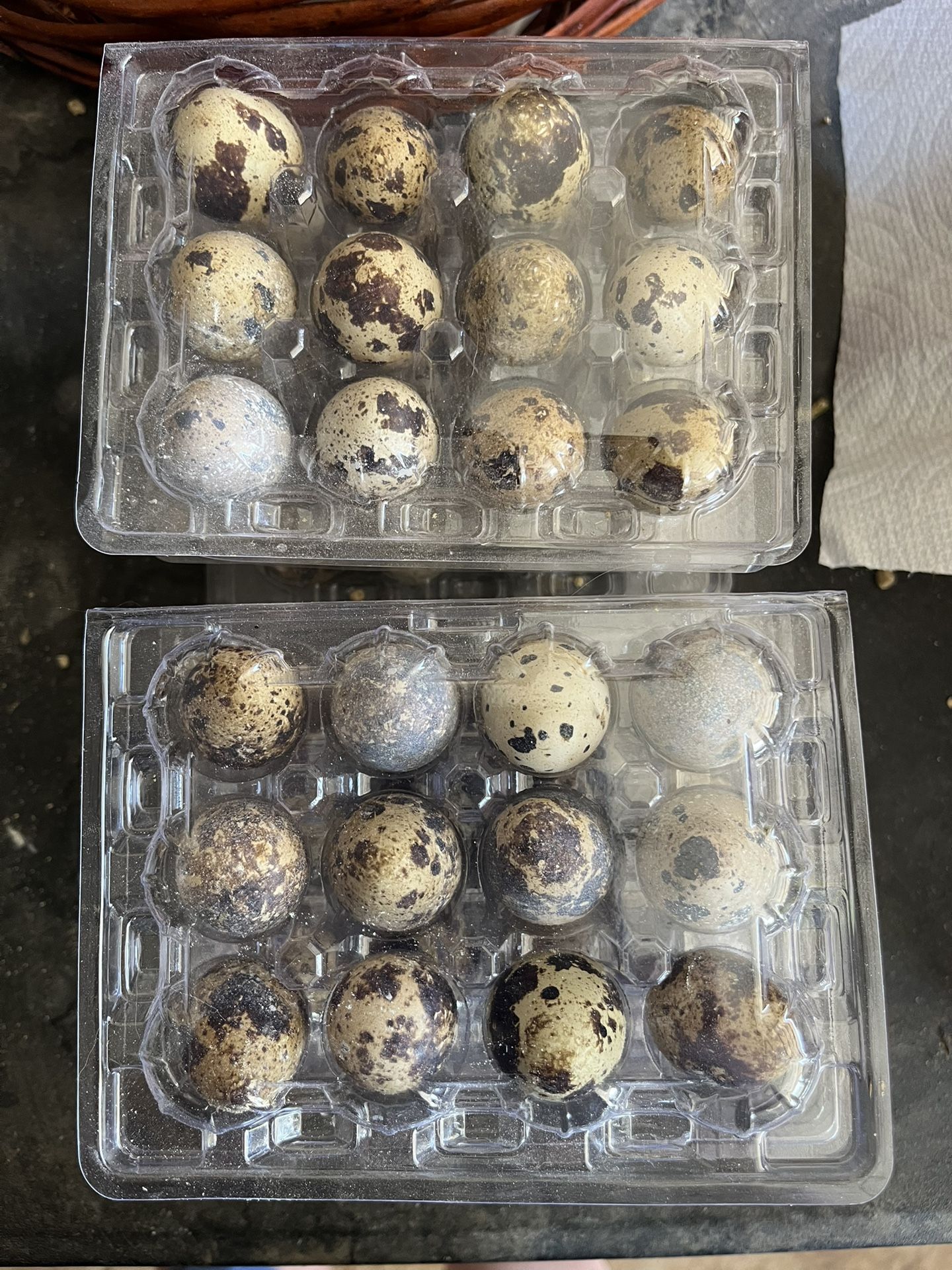 Quail Eggs