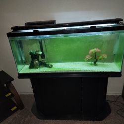 Fish Tank 
