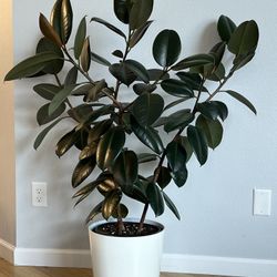 Rubber Plant Tree