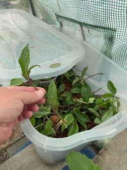 Hoya Cuttings