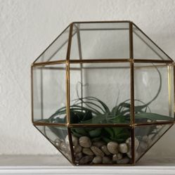 Open Glass Terrarium 