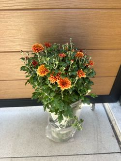Mum flowers