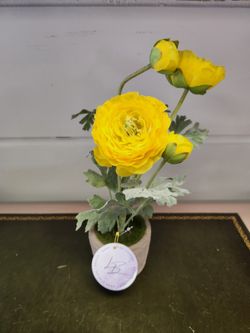 Yellow Ranunculus Flower in Clay pot