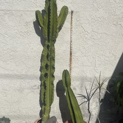 Euphorbia Ingens Or Candelabra Cactus Tree