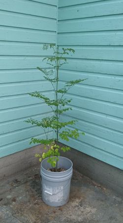 5 ft tall moringa tree in a bucket