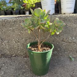 10+ inch Aeonium haworthii rooted succulent plant bonsai tree