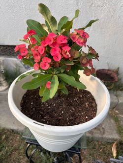 Crown of thorns plant