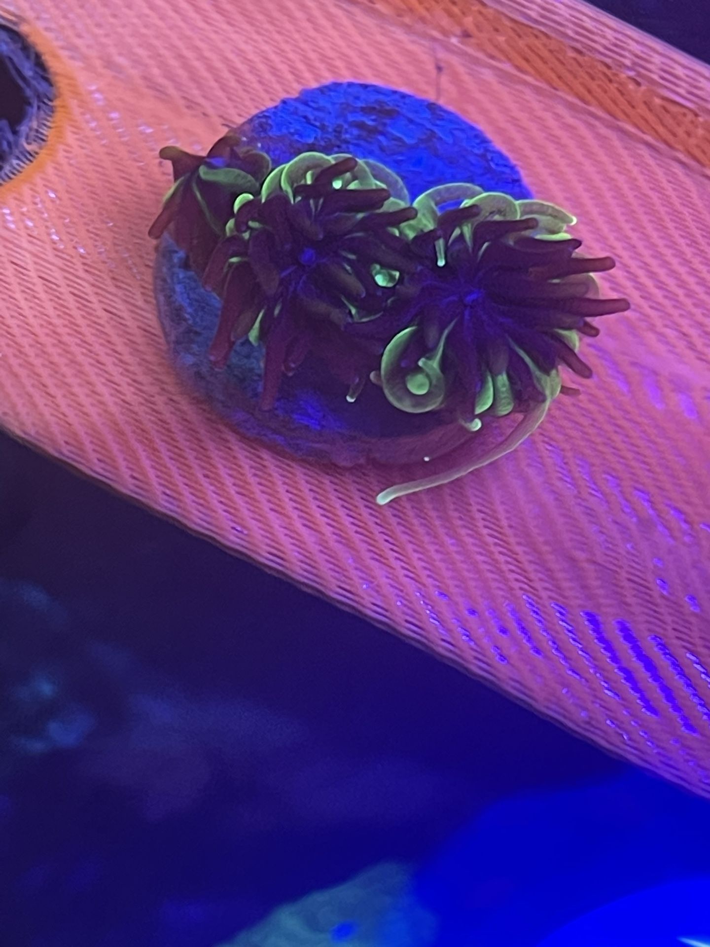 {fake} Tank Decor