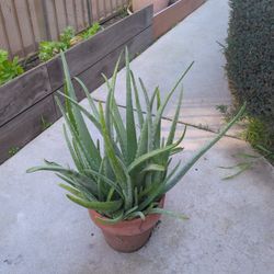 Aloe vera Plant