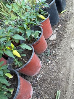 Cascabella pepper