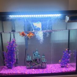 37 Gallon Fish Tank