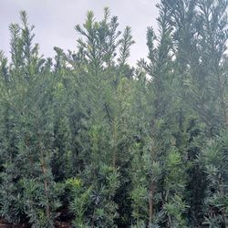 Maki Podocarpus $45.00 5.5-6'ft