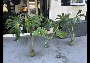 Monstera Trimmings any size