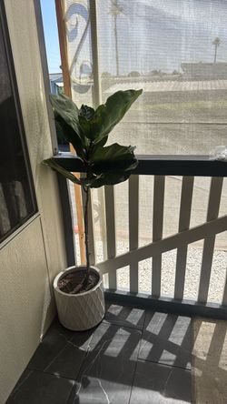 Fiddle leaf fig tree with pot