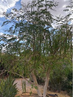 Moringa