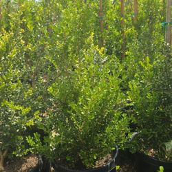 Boxwood