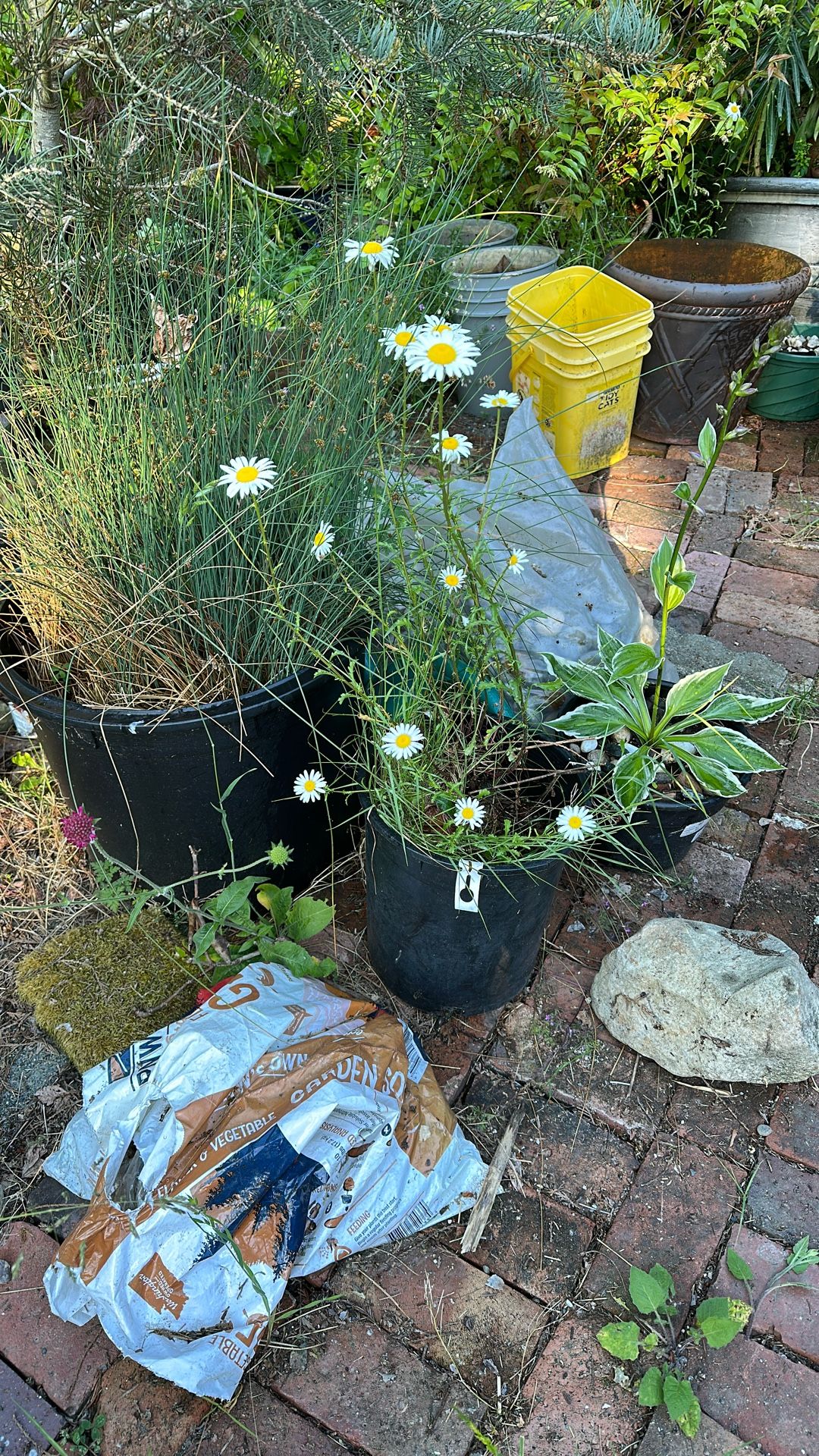Shasta daisy
