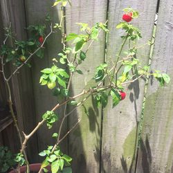 Ghost Pepper Plant