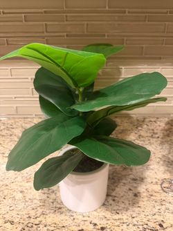 Fiddle Leaf Fig Plant in White Pot