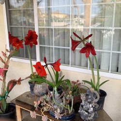 Amaryllis