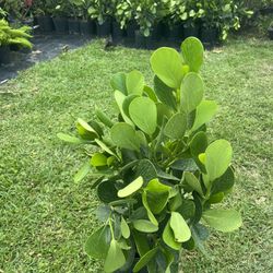 CLUSIA PLANT (makes cool hedging for walk or drive way also garden border) 2 Ft Tall