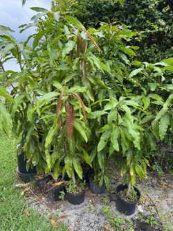 Mango Plants For Sale