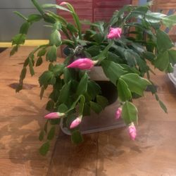 Christmas/Easter Cactus